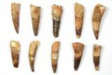 Lot: to Bargain Spinosaurus Teeth - Pieces #133377-1